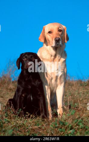 Labrador Retriever e cucciolo, di 4 mesi, giallo e marrone, Labrador Retriever e cucciolo, di 4 mesi, giallo e marrone (animali) (mammiferi) Foto Stock