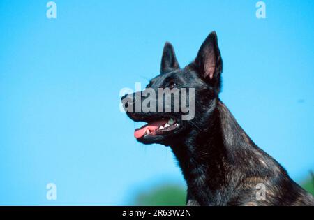 Dutch Shepherd, Hollandse Herder, Dutch Shepherd, all'aperto Foto Stock