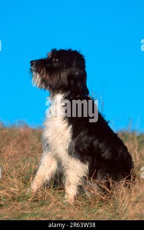 Cane di razza mista (animali) (mammiferi) (cane domestico) (animale domestico) (esterno) (esterno) (laterale) (prato) (allerta) (seduto) (adulto) (nero e bianco) (nero Foto Stock