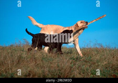 Labrador Retriever con cucciolo, 4 mesi, giallo e cioccolato, ramoscello Foto Stock