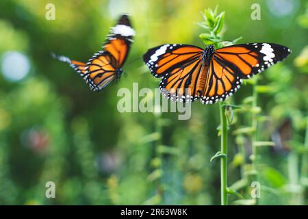 Due farfalle monarca, Danaus plexippus, seduti su una pianta verde e volare con sfocatura in movimento, Thailandia Foto Stock