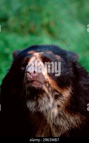 Orsetto (Tremarctos ornatus), orso andino Foto Stock