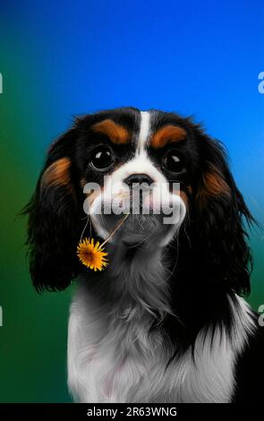 Cavalier re Charles Spaniel con fiore in bocca, Cavalier re Charles Spaniel con fiore (animali) (mammiferi) (cane domestico) (animale domestico) Foto Stock