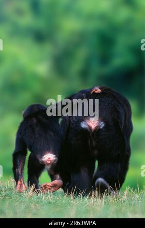 Scimpanzé (Pan troglodytes), maschio e giovane Foto Stock