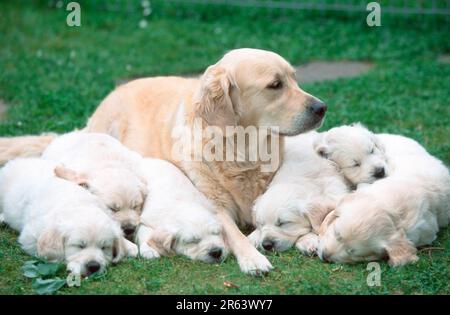 Golden Retriever con cuccioli addormentati, 7 settimane, mammiferi, mammiferi, animali, cane domestico, animale domestico, animale domestico, esterno, esterno, prato, sdraiato Foto Stock