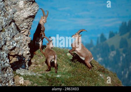 Stambecco alpino, maschio, Niederhorn, Oberland Bernese (stambecco carpa), Svizzera Foto Stock