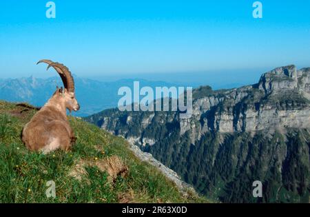 Alpine Ibex, maschio, Niederhorn, Svizzera (Carpa ibex), Alpensteinbock, Maennlich, Niederhorn, Berner Oberland, Schweiz, Alpen, alpi, Europa Foto Stock