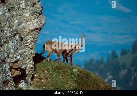 Stambecco alpino, maschio, Niederhorn, Oberland Bernese (stambecco carpa), Svizzera Foto Stock