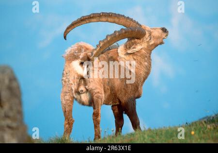 Stambecco alpino, maschio, graffiandosi con corno, Niederhorn, Oberland Bernese (stambecco carpa), Alpi, Svizzera Foto Stock