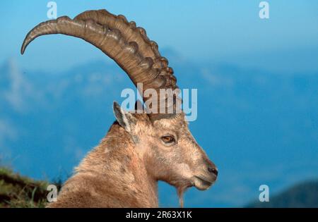 Stambecco alpino (stambecco carpa), Oberland Bernese () (alpi) (Europa) (montagne) (mammiferi) (ungulati) (artiodattili) (capra selvatica) (fuori) Foto Stock