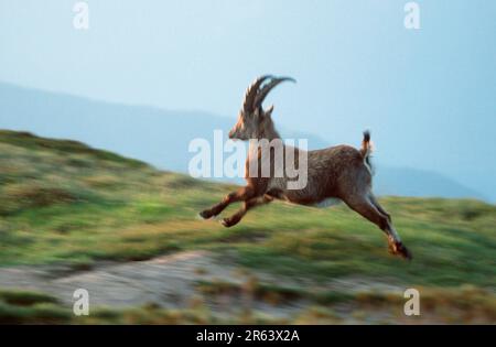 Stambecco alpino (stambecco carpa), Oberland Bernese () (alpi) (Europa) (montagne) (mammiferi) (ungulati) (artiodattili) (capra selvatica) (fuori) Foto Stock