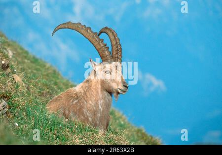 Stambecco alpino (stambecco carpa), Oberland Bernese () (alpi) (Europa) (montagne) (mammiferi) (ungulati) (artiodattili) (capre selvatiche) (all'aperto) Foto Stock