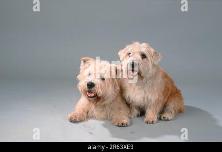 Glen di Imaal Terrier, coppia Foto Stock