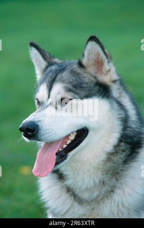 Alaskan Malamute Foto Stock