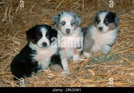 Pastori australiani, cuccioli, di 7 settimane, cuccioli, di 7 settimane (mammiferi) (animali) (cane domestico) (animale domestico) (cucciolo) (giovane) (frontale) (testa su) (da Foto Stock