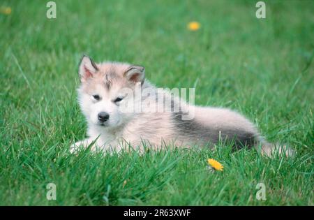 Alaskan Malamute, cucciolo, 6 settimane Foto Stock