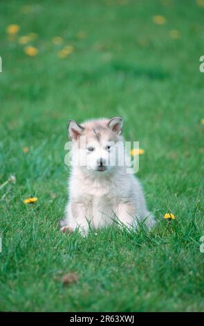 Alaskan Malamute, cucciolo, 6 settimane di età, cucciolo, 6 settimane di età (mammiferi) (animali) (cane domestico) (animale domestico) (esterno) (esterno) (frontale) (testa su) (dal Foto Stock