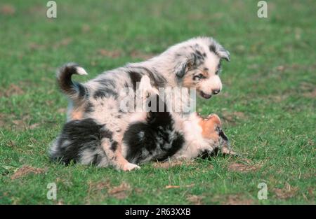 Pastori australiani, cuccioli, 7 settimane, cuccioli, 7 settimane (mammiferi) (animali) (cane domestico) (animale domestico) (cucciolo) (giovane) (esterno) (esterno) Foto Stock