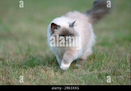 Gatto birmano, gatto sacro di Birmania Foto Stock