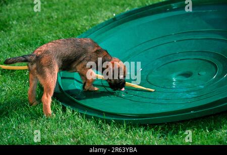 Cucciolo di confine di Terrier, cucciolo di confine di Terrier (mammiferi) (animali) (cane domestico) (animale domestico) (animale domestico) (esterno) (giardino) (prato) (paesaggio) (orizzontale) Foto Stock