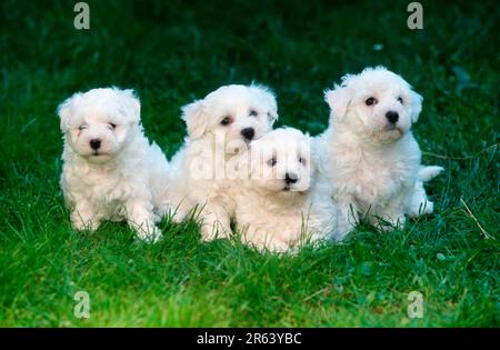 Cuccioli maltesi, 6 settimane, cuccioli maltesi, 6 settimane (mammiferi) (animali) (cane domestico) (animale domestico) (cucciolo) (esterno) (esterno) (frontale) (testa su) Foto Stock