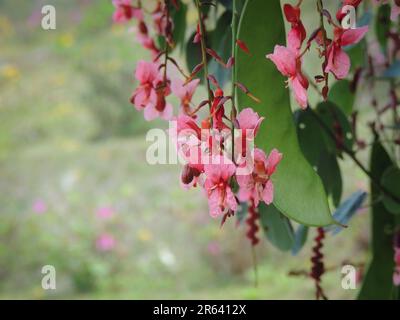 Fiori di Bauhinia Siamensis, una nuova straordinaria specie trovata nella foresta della Thailandia nel 2002. Foto Stock