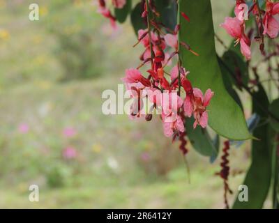 Fiori di Bauhinia Siamensis, una nuova straordinaria specie trovata nella foresta della Thailandia nel 2002. Foto Stock