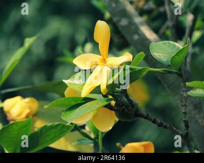 Bel fiore giallo di Gardenia Sootepensis o in comune, Gardenia dorato, con foglie verdi in atmosfera naturale. Foto Stock