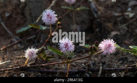 Deliziosa piccola testa di fiori di Mimosa pudica o Shameplant o di piante sensibili o Touch-me-Not. Foto Stock