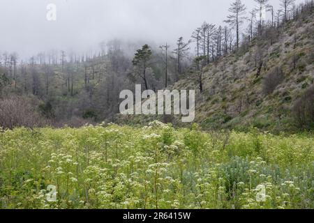 Una valle e colline ricoperte di alberi bruciati dopo il fuoco selvaggio di woodward in Point Reyes National Seashore, California. Foto Stock