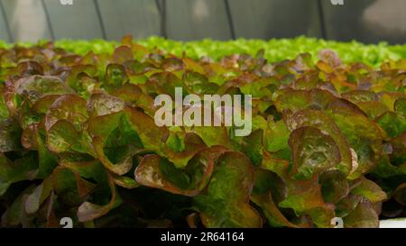 Red Oak in condizioni controllate, vivaio idroponico. Verdure idroponiche. Affari alimentari. Foto Stock