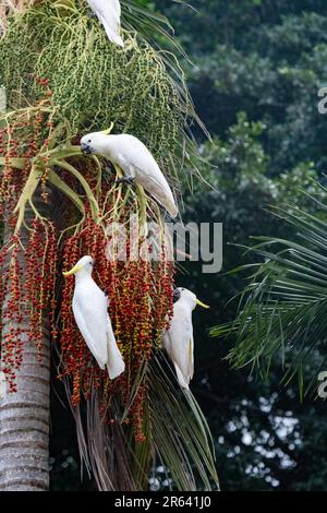 Cockatoo solforati (Cacatua galerita) che si nutrono dei frutti di un palma, nel Queensland del Nord, FNQ, Australia Foto Stock