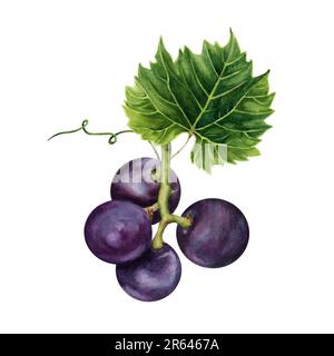 Mazzo di uve viola con una foglia di vite verde. Illustrazione di acquerello disegnata a mano isolata su sfondo bianco. Foto Stock