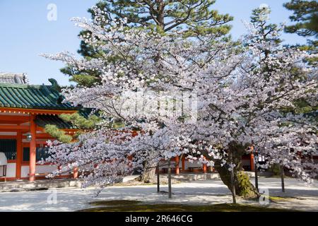 Fiori di ciliegio al Santuario Heian Jingu Foto Stock