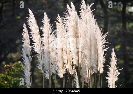 Erba di Pampa Foto Stock