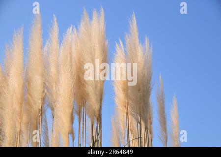 Erba di Pampa Foto Stock