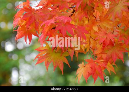 foglie di acero Foto Stock