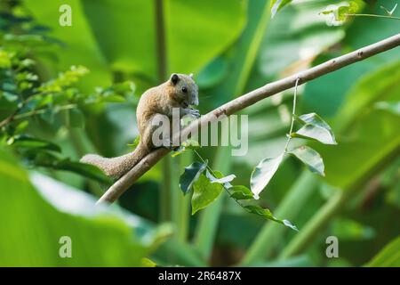 Felice aspetto scoiattolo grigio-bellizzato su un ramo, Callosciurus caniceps, in una piantagione di banane, Thailandia Foto Stock