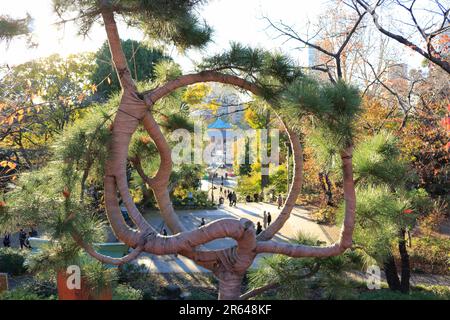 Pino della luna a Kiyomizu Kannondou Foto Stock