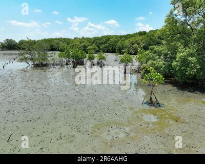 Verde foresta di mangrovie e fangflat sulla costa. Ecosistema di mangrovie. Dispersori di carbonio naturali. Le mangrovie catturano CO2 km dall'atmosfera. Ecosistema del carbonio blu Foto Stock