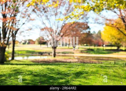 Showa Memorial Park in autunno Foto Stock