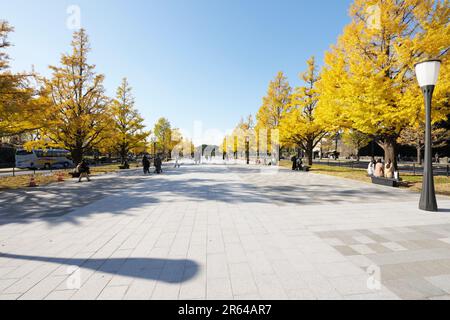 Gyoko-dori Avenue in autunno foglie Foto Stock