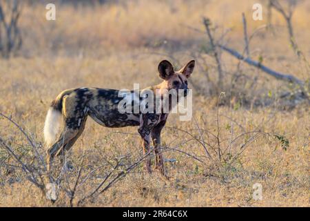 Cane selvaggio africano (Licaon pictus) in piedi sulla savana, guardando intorno, Parco Nazionale Kruger, Mpumalanga, Sud Africa. Foto Stock