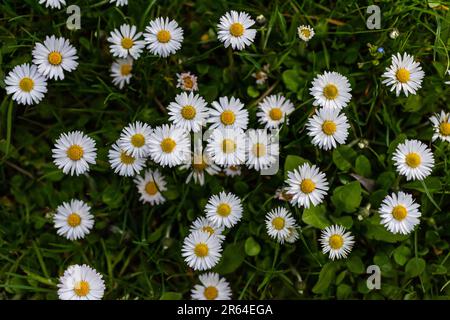 Margherite bianche fiori che crescono insieme su un prato verde. Sfondo primavera floreale. Foto Stock