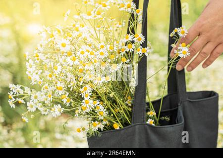 Una borsa nera con un bouquet di margherite su fondo campo Foto Stock