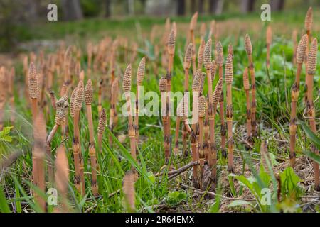 L'Equisetum Arvense, il cavallo di campo o cavallo comune, è una pianta perenne erbacea della famiglia Equisetaceae. Pianta di Horsetail Equisetum arv Foto Stock