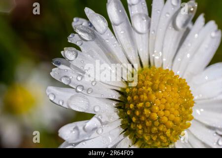 Margherite bianche fiori che crescono insieme su un prato verde. Sfondo primavera floreale. Foto Stock