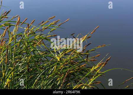 Carex acuta - trovato in crescita ai margini di fiumi e laghi nelle ecoregioni palaeartiche terrestri in letti di dep umido, alcalino o leggermente acido Foto Stock