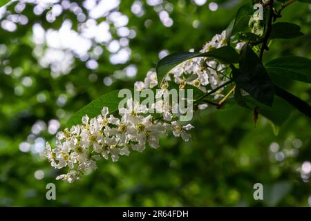 Ciliegio d'uccello in fiore, sfondo naturale primaverile. Fiori bianchi su rami verdi. Il padus di Prunus, conosciuto come hackberry, hagberry, o albero di Mayday, è un flusso Foto Stock