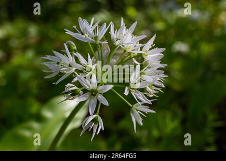 Bella fioritura fiori bianchi di ramson - aglio selvatico pianta di allio ursinum in giardino fatto in casa. Primo piano. Agricoltura biologica, cibo sano, BIO viands, Foto Stock